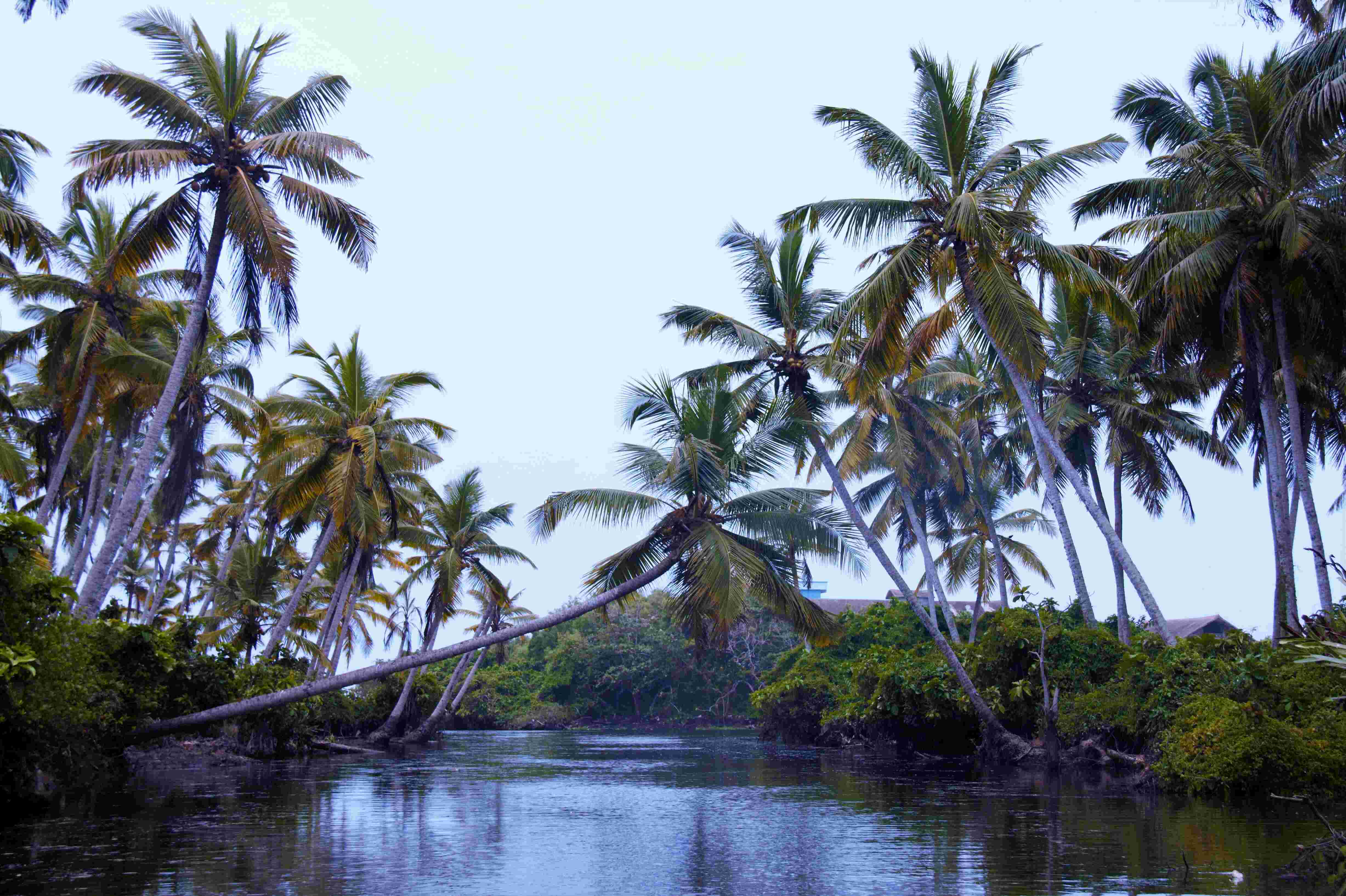 Kerala Houseboat and Jungle Safari